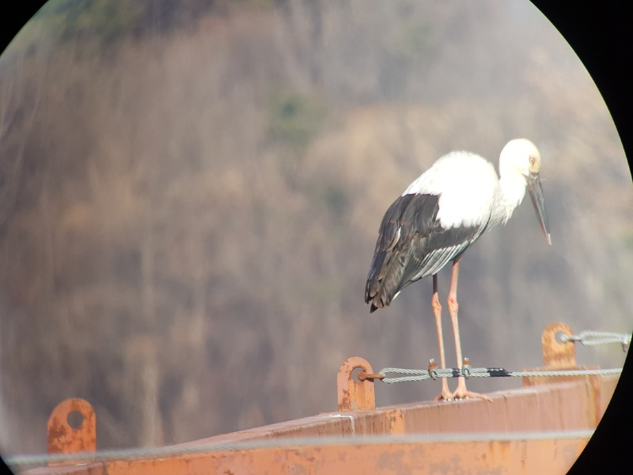 [2021.02.23] 충청남도 예산군에서 관찰된 황새입니다. 이미지
