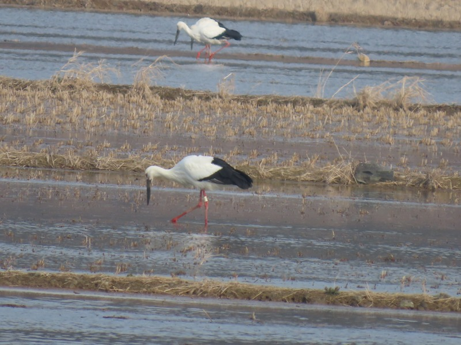 [2021.02.24] 충청남도 서산시에서 관찰된 황새입니다. 이미지