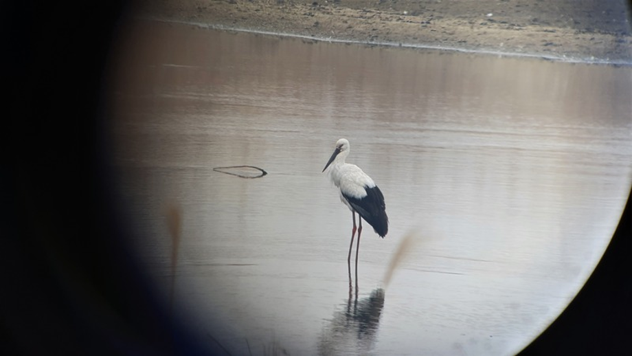 [2021.02.25] 전라북도 익산시에서 관찰된 황새입니다. 이미지