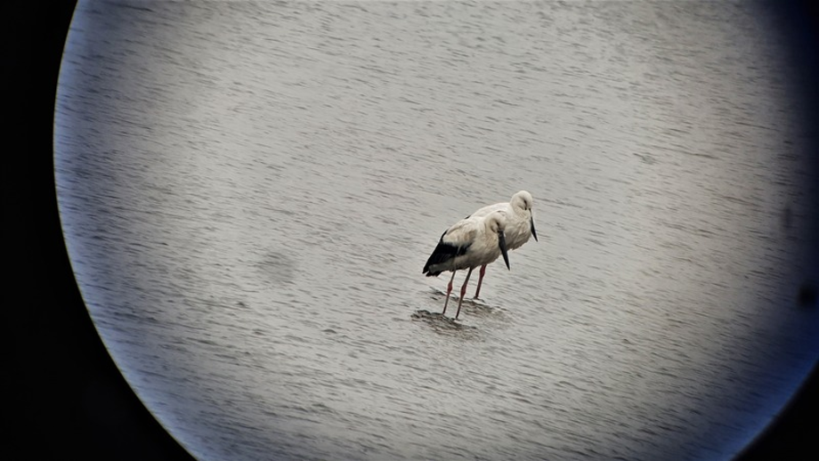 [2021.02.25] 전라북도 군산시에서 관찰된 황새입니다. 이미지