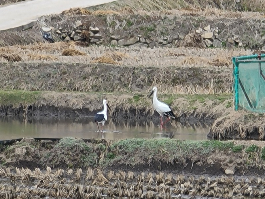 [2021.02.28] 충청남도 예산군에서 관찰된 황새입니다. 이미지