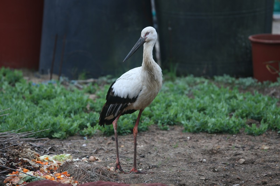 [2021.02.28] 전라남도 신안군에서 관찰된 황새입니다. 이미지