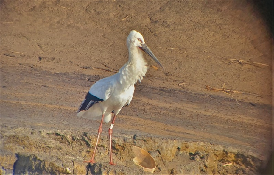 [2021.03.03] 전라북도 익산시에서 관찰된 황새입니다. 이미지