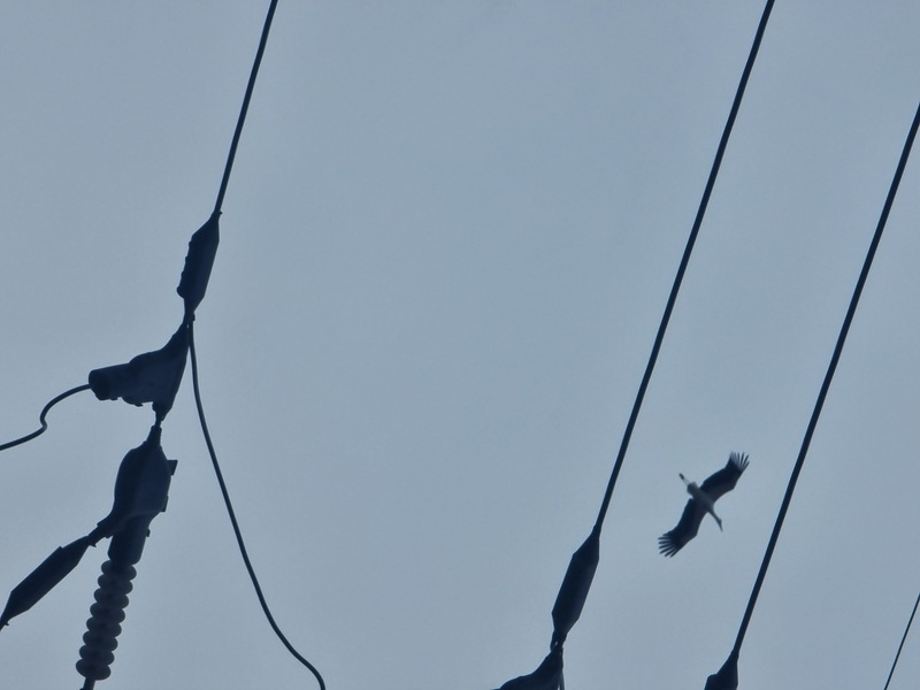 [2021.03.04] 충청남도 태안군에서 관찰된 황새입니다. 이미지