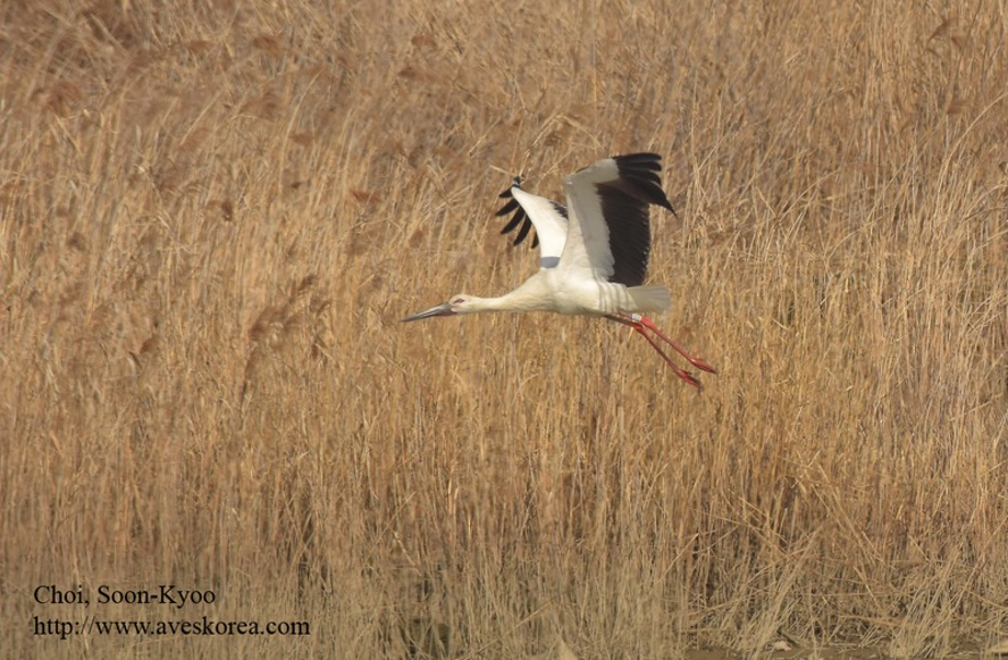 [2021.03.05] 경기도 화성시에서 관찰된 황새입니다. 이미지