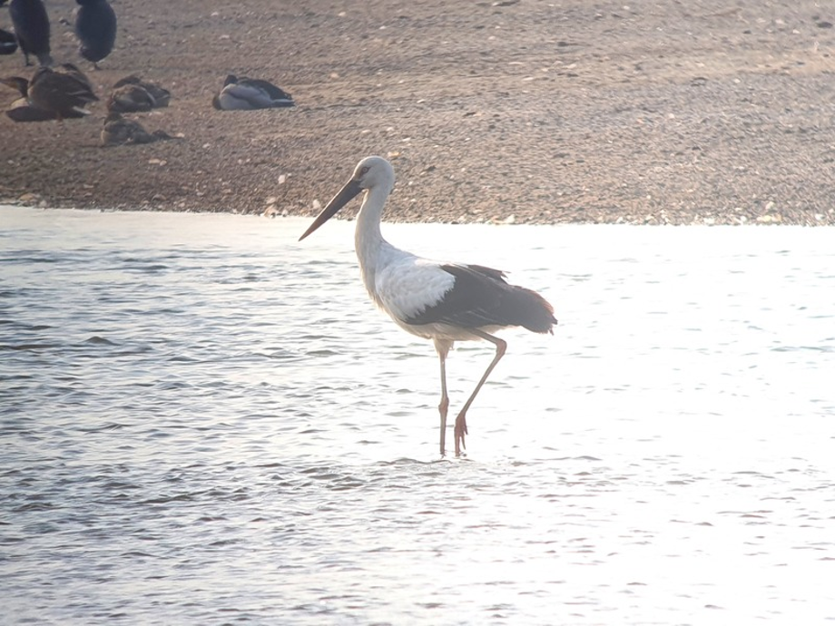 [2021.03.05] 충청북도 청주시에서 관찰된 황새입니다. 이미지