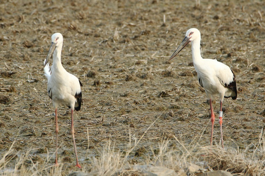 [2021.03.07] 충청남도 홍성군에서 관찰된 황새입니다. 이미지