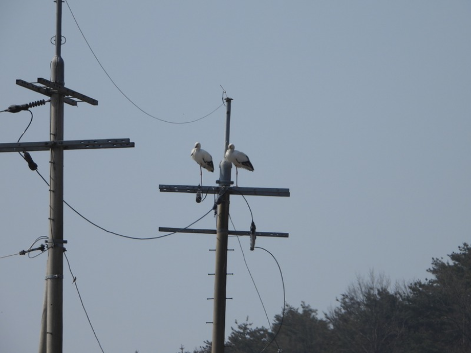 [2021.03.08] 충청남도 예산군에서 관찰된 황새입니다. 이미지