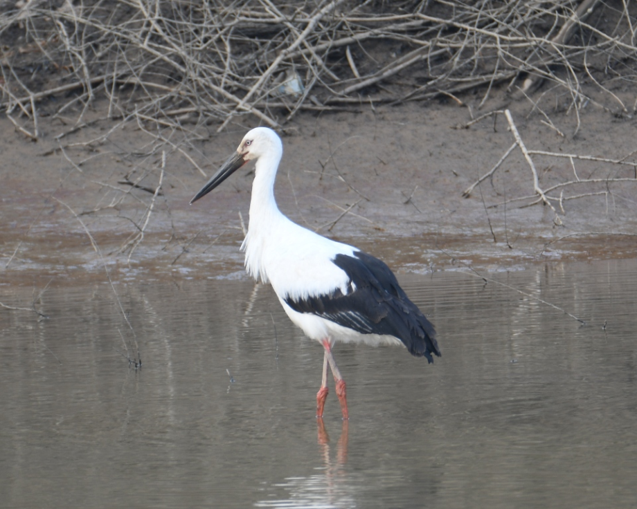 [2021.03.08] 전라남도 해남군에서 관찰된 황새입니다. 이미지