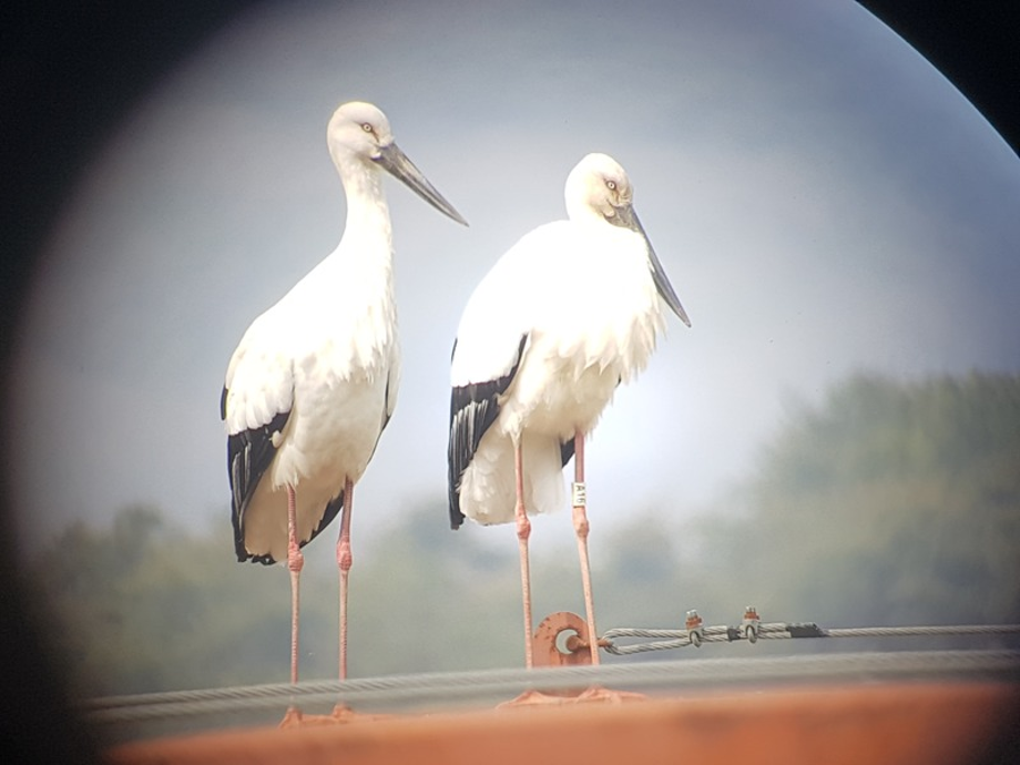 [2021.03.09] 충청남도 예산군에서 관찰된 황새입니다. 이미지