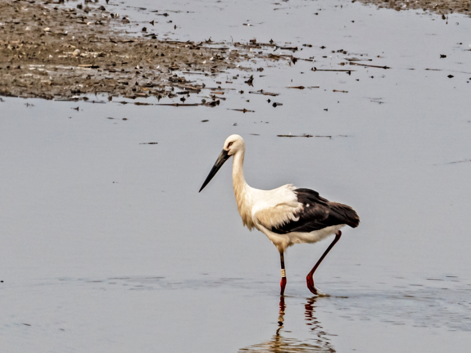 [2021.03.11] 경상남도 창녕군에서 관찰된 황새입니다. 이미지