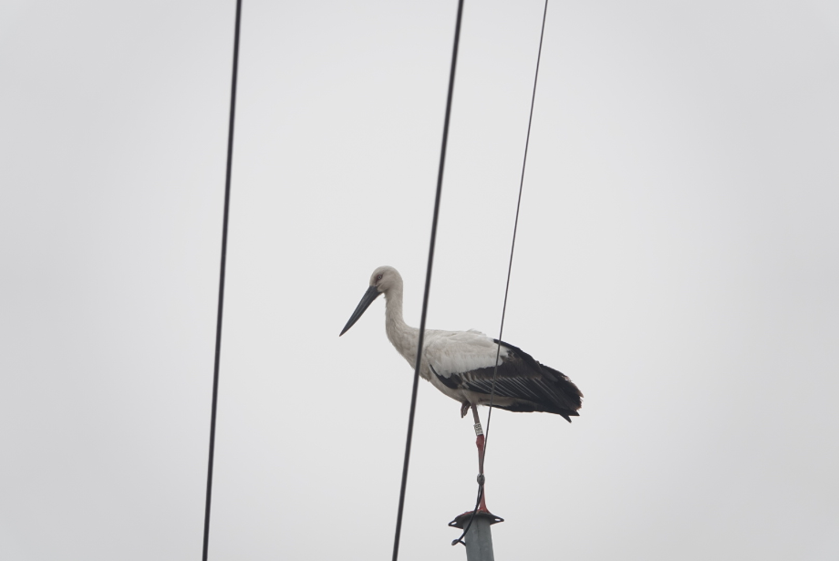[2021.03.12] 경기도 화성시에서 관찰된 황새입니다. 이미지