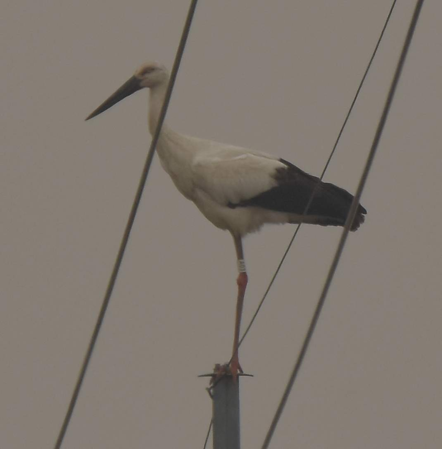 [2021.03.12] 경기도 화성시에서 관찰된 황새입니다. 이미지