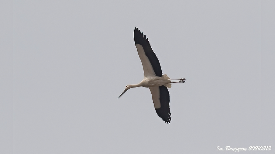 [2021.03.13] 경기도 화성시에서 관찰된 황새입니다. 이미지