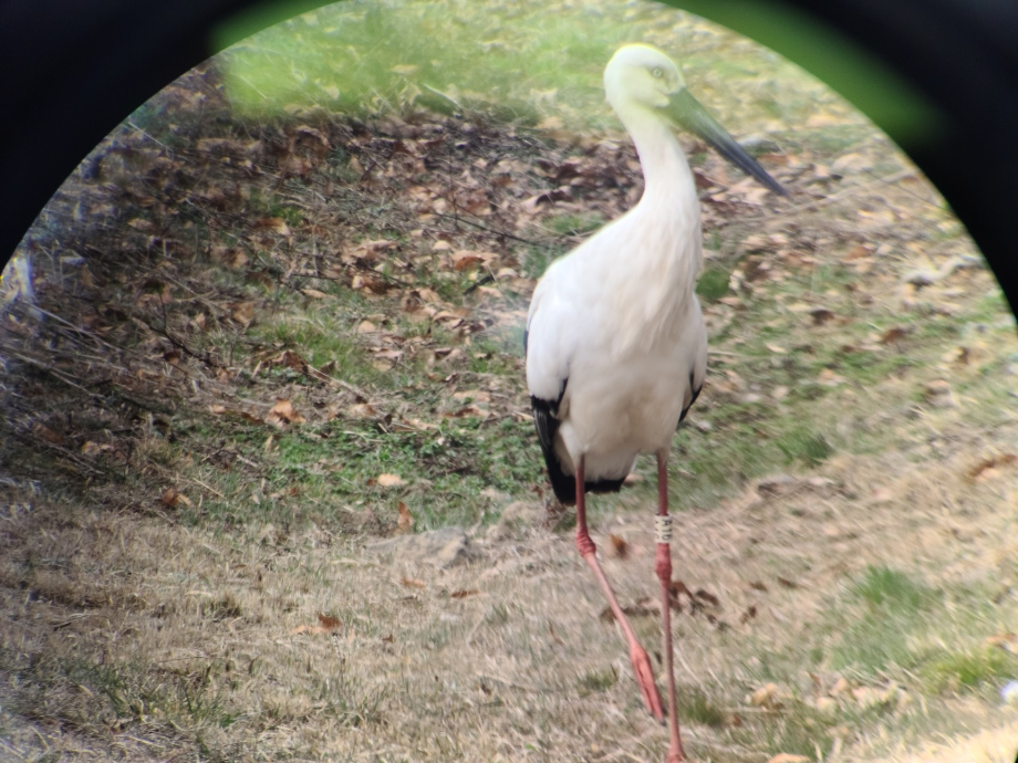[2021.03.13] 충청남도 예산군에서 관찰된 황새입니다. 이미지