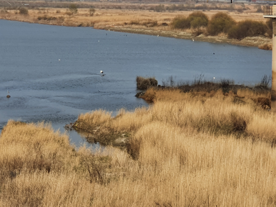 [2021.03.13] 전라북도 김제시에서 관찰된 황새입니다. 이미지