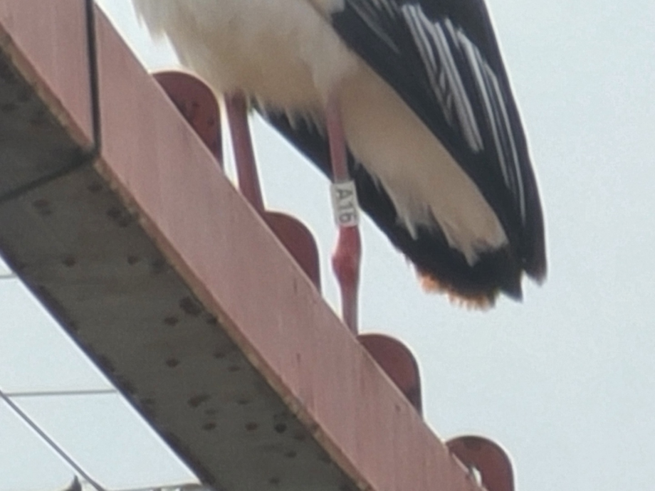 [2021.03.14] 충청남도 예산군에서 관찰된 황새입니다. 이미지