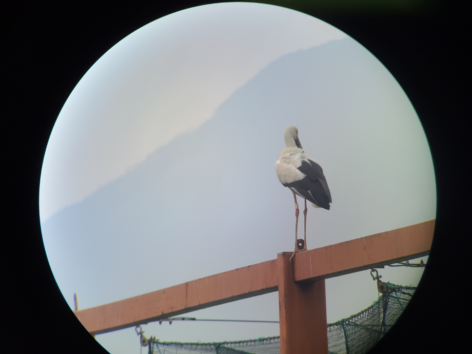 [2021.03.14] 충청남도 예산군에서 관찰된 황새입니다. 이미지