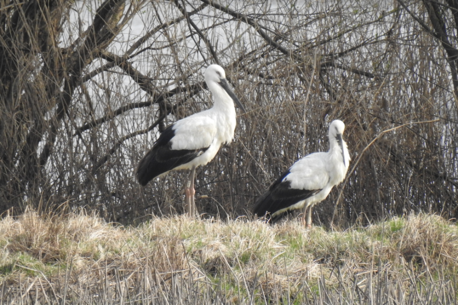 [2021.03.17] 충청남도 예산군에서 관찰된 황새입니다. 이미지