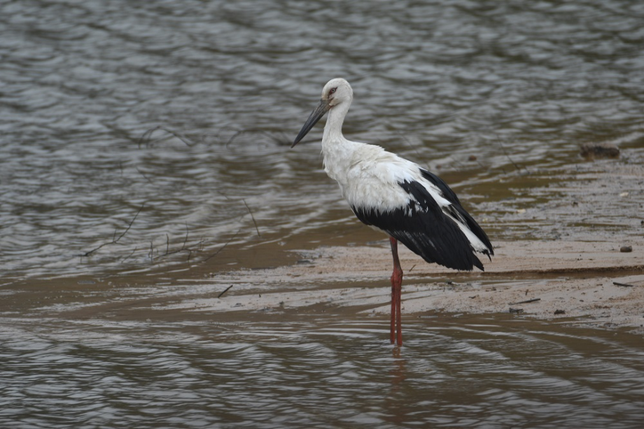 [2021.03.20] 전라남도 해남군에서 관찰된 황새입니다. 이미지