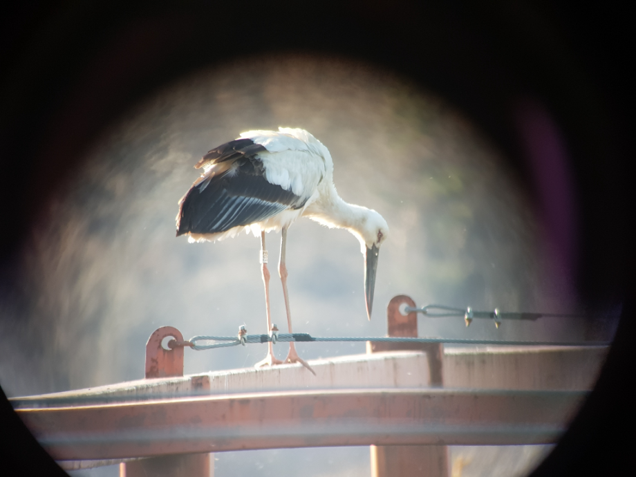 [2021.03.24] 충청남도 예산군에서 관찰된 황새입니다. 이미지