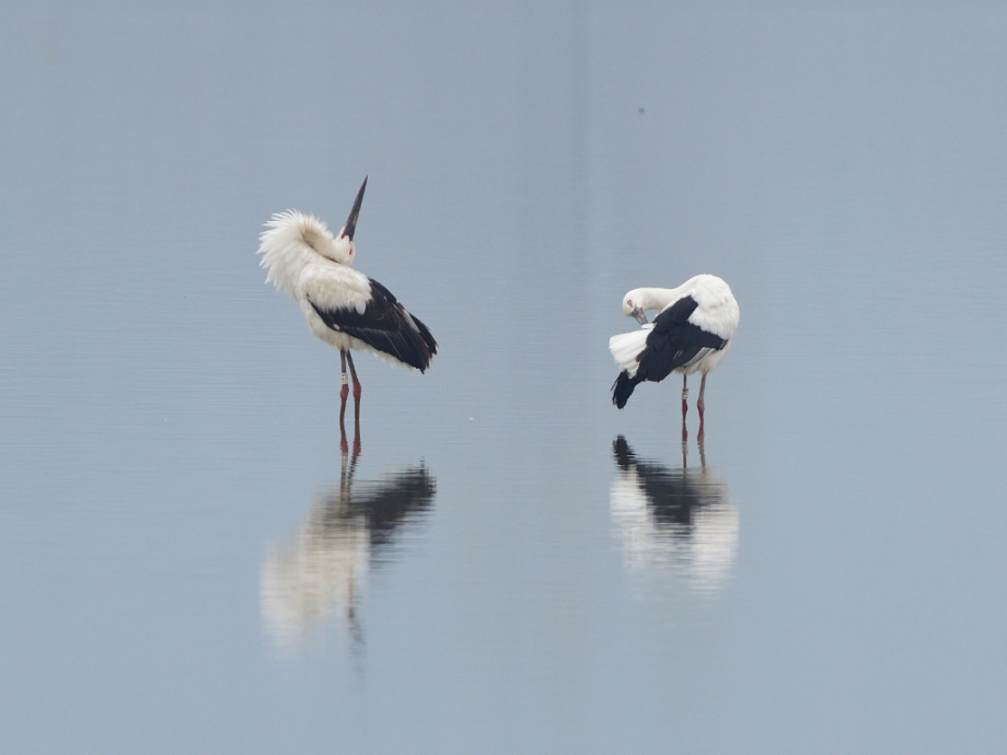 [2021.03.27] 경상남도 창녕군에서 관찰된 황새입니다. 이미지
