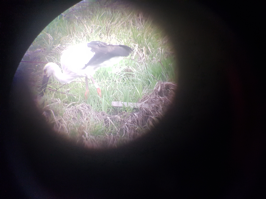 [2021.03.27] 충청남도 예산군에서 관찰된 황새입니다. 이미지