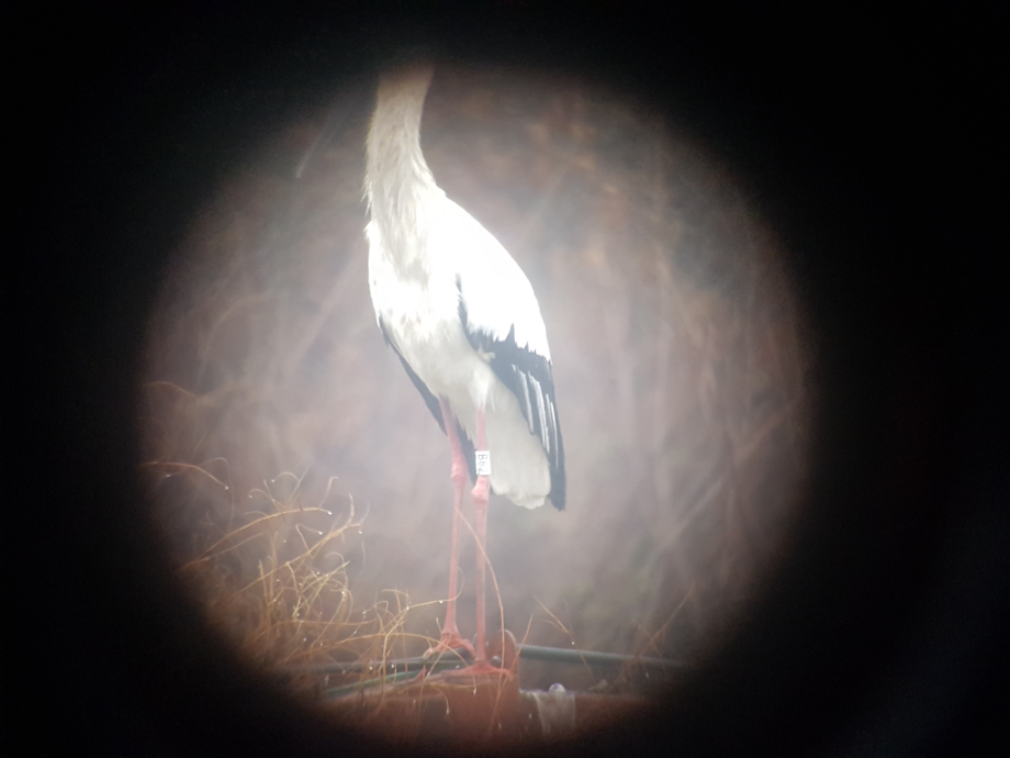 [2021.03.28] 충청남도 예산군에서 관찰된 황새입니다. 이미지