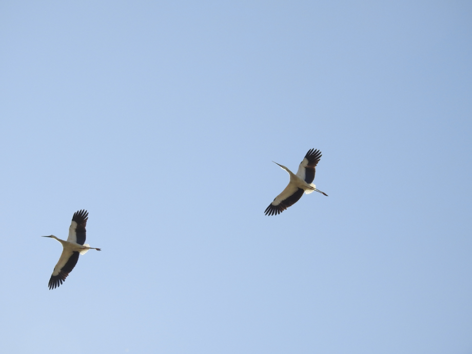 [2021.03.30] 경상남도 창녕군에서 관찰된 황새입니다 이미지
