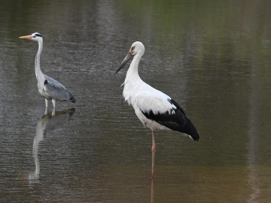 [2021.03.31] 전라남도 해남군에서 관찰된 황새입니다. 이미지