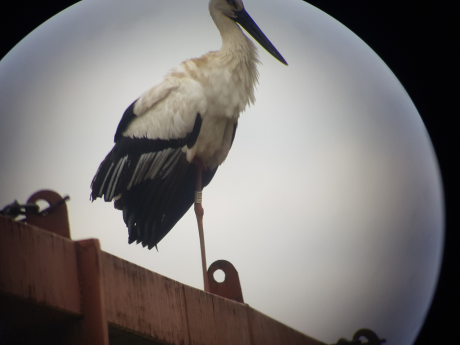 [2021.04.04] 충청남도 예산군에서 관찰된 황새입니다. 이미지