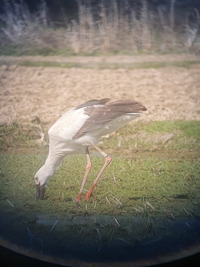 [2021.04.06] 경상남도 김해시에서 관찰된 황새입니다. 이미지