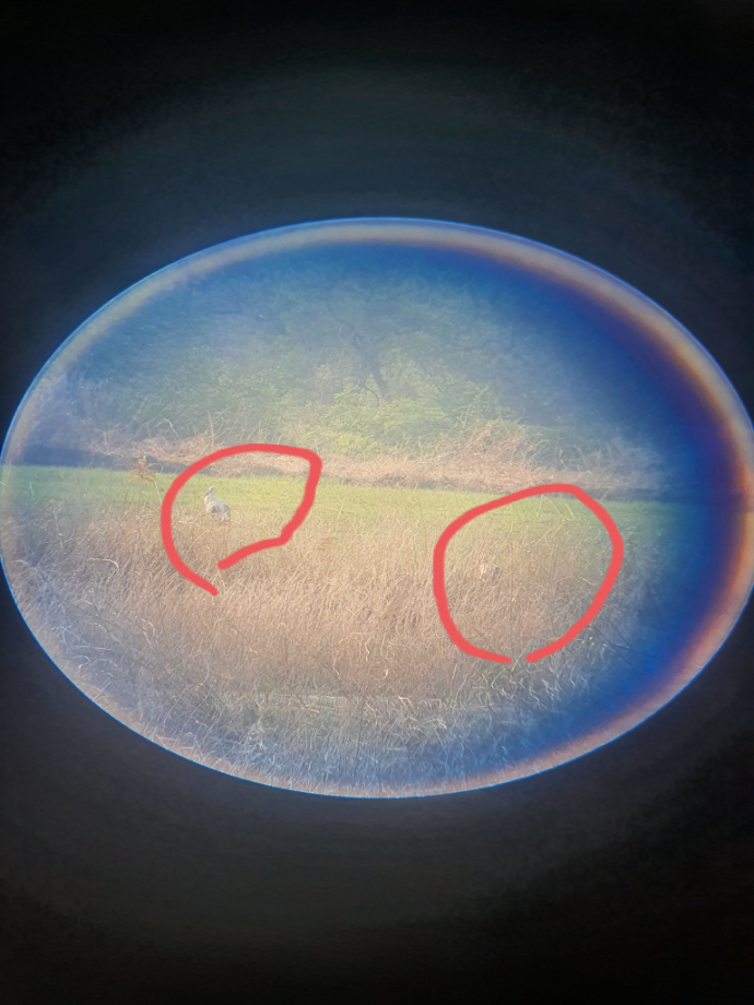 [2021.04.07] 경상남도 김해시에서 관찰된 황새입니다. 이미지