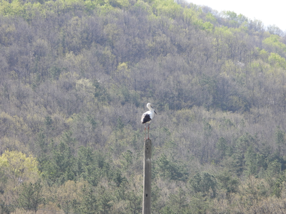 [2021.04.09] 충청남도 예산군에서 관찰된 황새입니다. 이미지