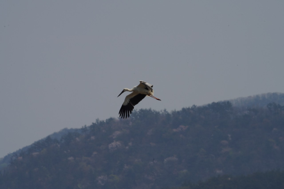 [2021.04.10] 전라북도 고창군에서 관찰된 황새입니다. 이미지