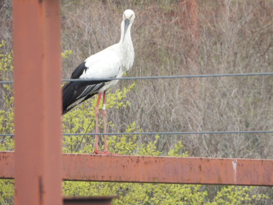 [2021.04.16] 충청남도 예산군에서 관찰된 황새입니다. 이미지