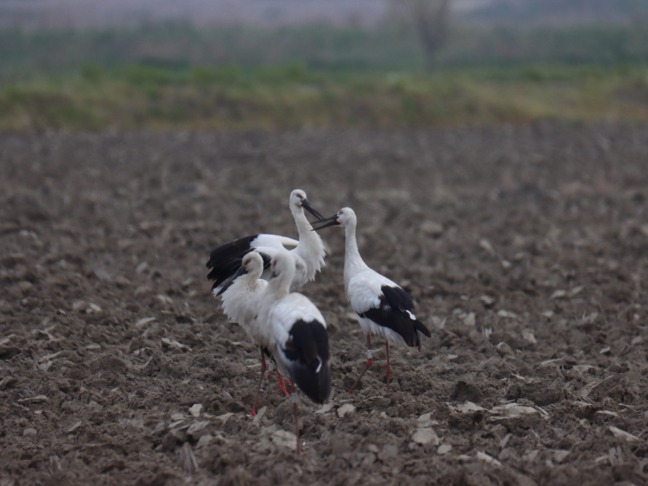 [2021.04.26] 충청남도 서산시에서 관찰된 황새입니다. 이미지