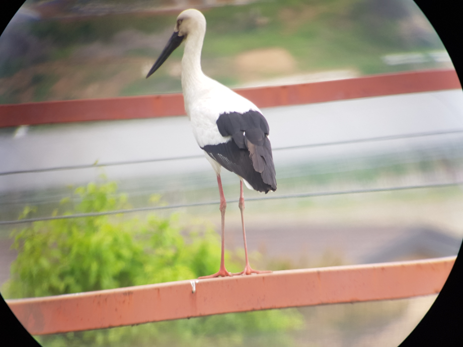 [2021.04.26] 충청남도 예산군에서 관찰된 황새입니다. 이미지