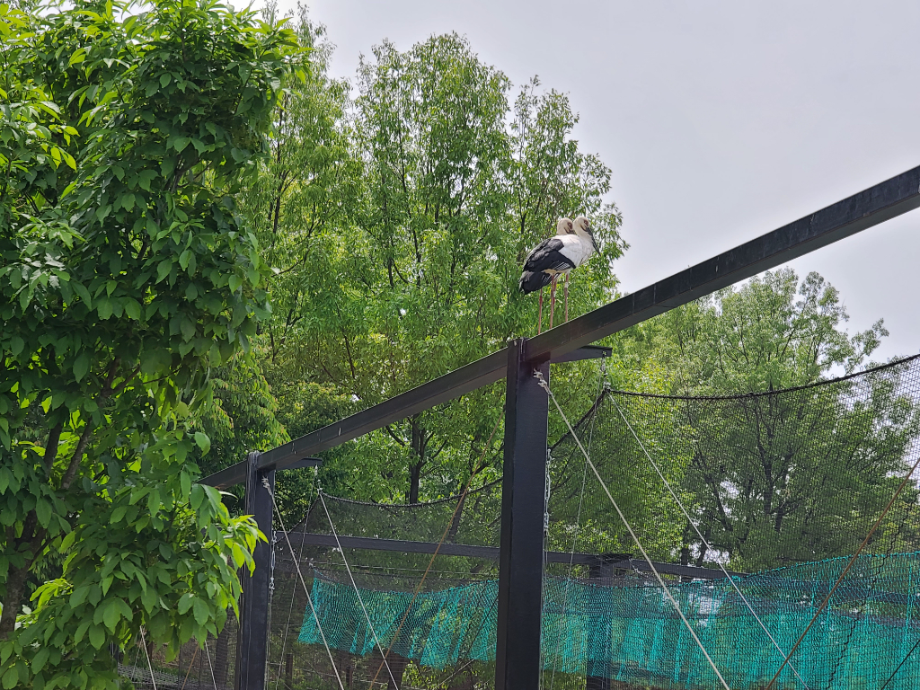 [2021.05.06] 충청남도 예산군에서 관찰된 황새입니다. 이미지