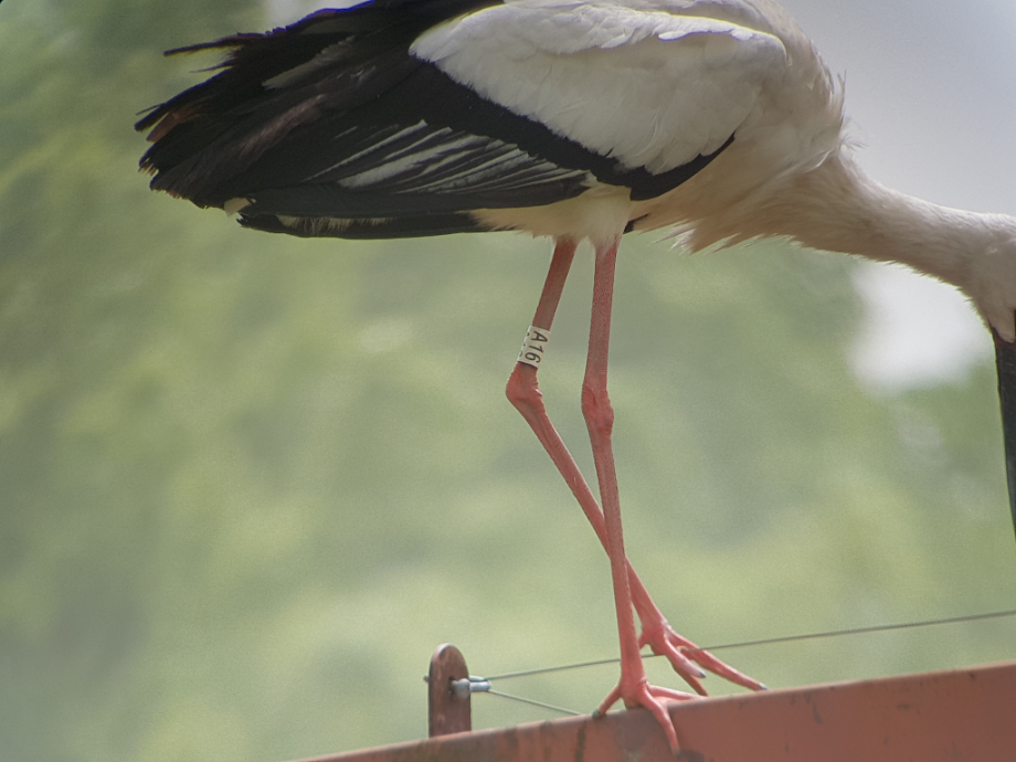 [2021.05.07] 충청남도 예산군에서 관찰된 황새입니다. 이미지