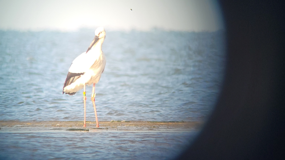 [2021.05.09] 부산광역시 사하구에서 관찰된 황새입니다. 이미지