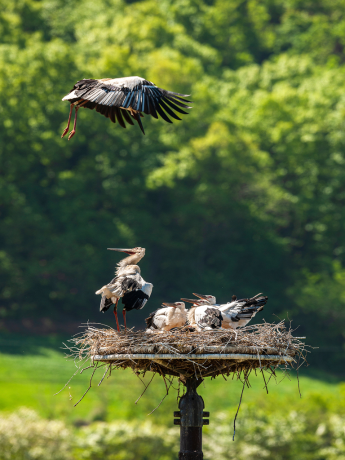 [2021.05.09] 충청남도 예산군에서 관찰된 황새입니다. 이미지