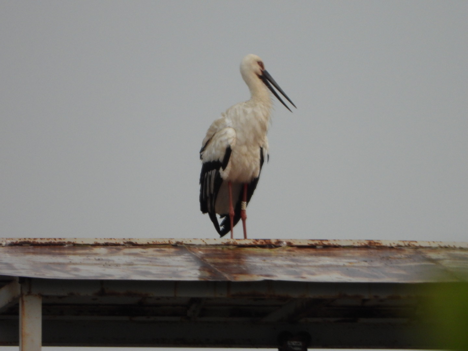 [2021.05.10] 충청남도 태안군에서 관찰된 황새입니다. 이미지