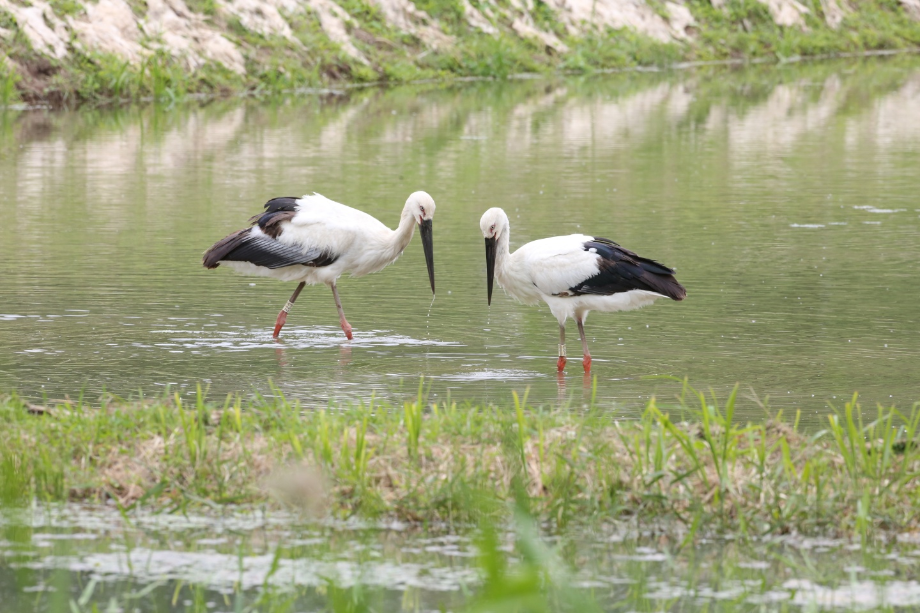 [2021.05.10] 경상남도 창녕군에서 관찰된 황새입니다. 이미지