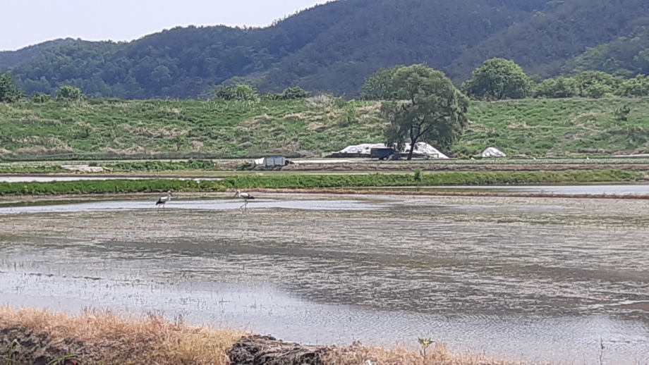 [2021.05.12] 경상남도 창녕군에서 관찰된 황새입니다. 이미지