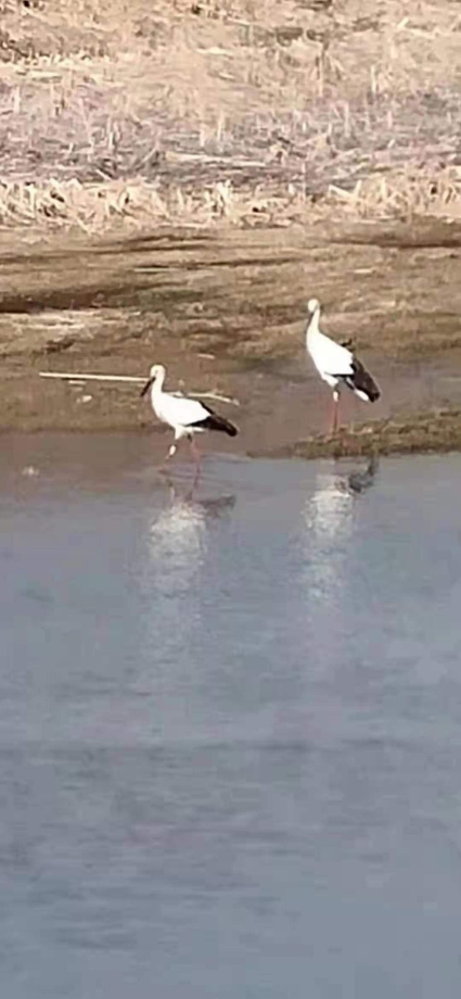 [2021.05.14] 중국 리오냥성에서 관찰된 황새입니다. 이미지
