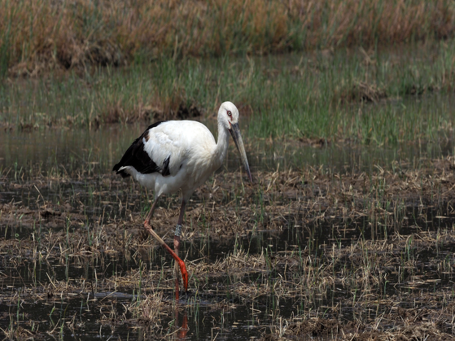 [2021.05.14] 전라북도 고창군에서 관찰된 황새입니다. 이미지