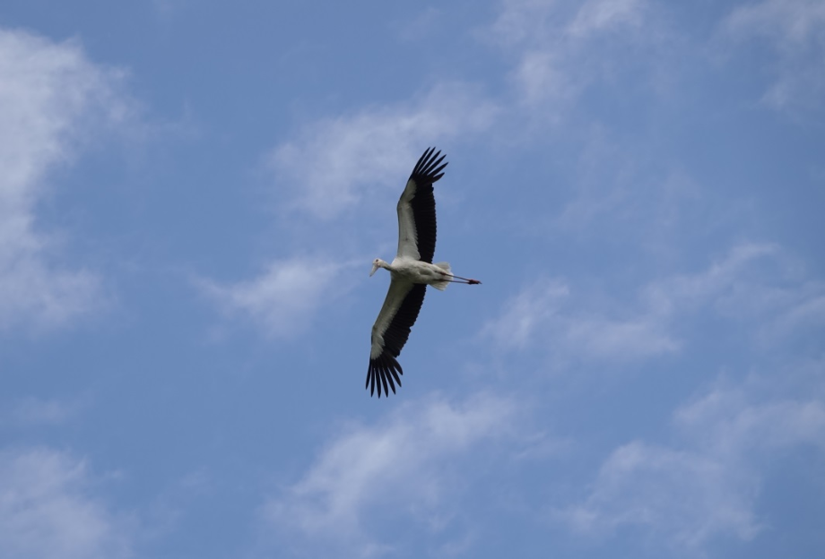 [2021.05.21] 경상남도 창녕군에서 관찰된 황새입니다. 이미지