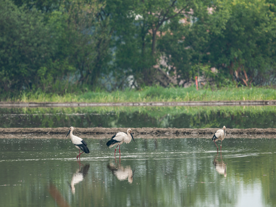 [2021.05.26] 충청남도 예산군에서 관찰된 황새입니다. 이미지