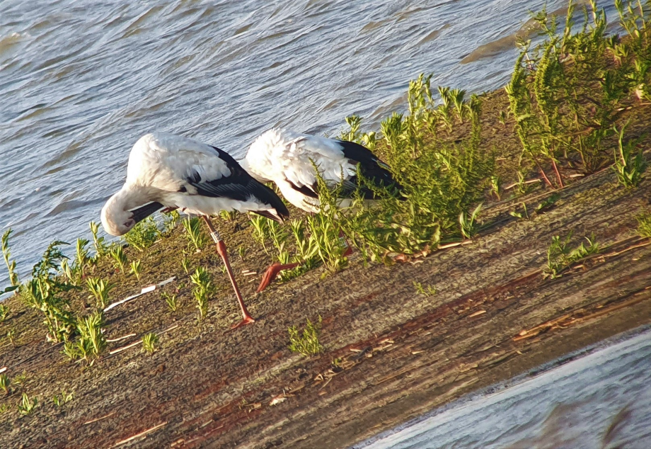 [2021.05.28] 전라북도 부안군에서 관찰된 황새입니다. 이미지